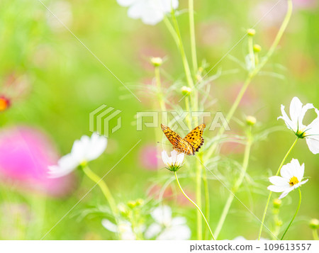 秋天的景色：一隻黑腹貝母蝴蝶來吸吮可愛多彩的宇宙花蜜。 109613557