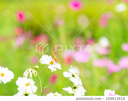 秋天的景色：一隻黑腹貝母蝴蝶來吸吮可愛多彩的宇宙花蜜。 109613618