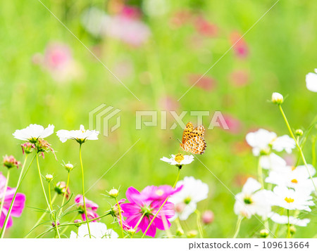 Autumn scenery: A black-bellied fritillary butterfly comes to suck the nectar of the cute and colorful cosmos. 109613664