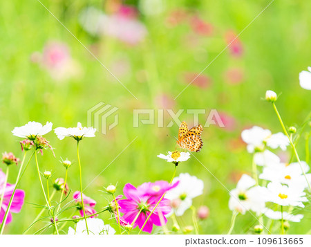 Autumn scenery: A black-bellied fritillary butterfly comes to suck the nectar of the cute and colorful cosmos. Autumn scenery: A black-bellied fritillary butterfly comes to suck the nectar of the cute and colorful cosmos. 109613665