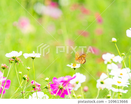 Autumn scenery: A black-bellied fritillary butterfly comes to suck the nectar of the cute and colorful cosmos. Autumn scenery: A black-bellied fritillary butterfly comes to suck the nectar of the cute and colorful cosmos. 109613666