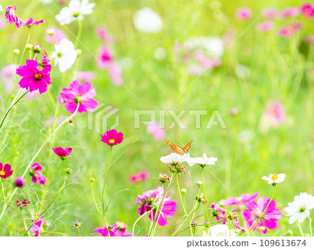 秋天的景色：一隻黑腹貝母蝴蝶來吸吮可愛多彩的宇宙花蜜。 109613674