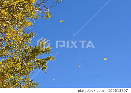 Ginkgo leaves with yellow leaves dancing in the wind Ginkgo leaves with yellow leaves dancing in the wind 109613807