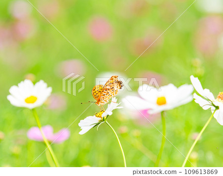 Autumn scenery: A black-bellied fritillary butterfly comes to suck the nectar of the cute and colorful cosmos. Autumn scenery: A black-bellied fritillary butterfly comes to suck the nectar of the cute and colorful cosmos. 109613869