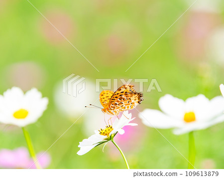 Autumn scenery: A black-bellied fritillary butterfly comes to suck the nectar of the cute and colorful cosmos. 109613879