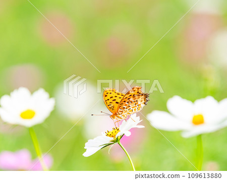 秋天的景色：一隻黑腹貝母蝴蝶來吸吮可愛多彩的宇宙花蜜。 109613880