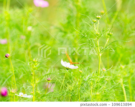 秋天的景色：一隻黑腹貝母蝴蝶來吸吮可愛多彩的宇宙花蜜。 109613894