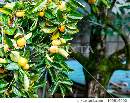 Early autumn scenery: persimmons starting to ripen 109614000
