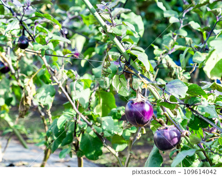 Taste of autumn: Round eggplants nearing harvest 109614042