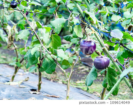 Taste of autumn: Round eggplants nearing harvest Taste of autumn: Round eggplants nearing harvest 109614049