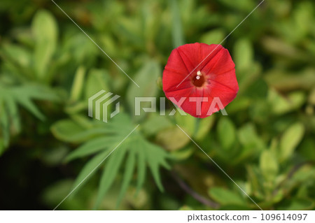 red flower maple red flower maple 109614097