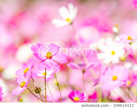 在秋日晴朗的天空下，一片明亮、盛開的波斯菊花田 109614152