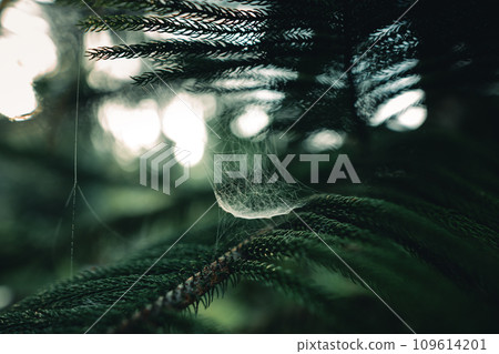 Dark green pine branches and leaves in the morning 109614201