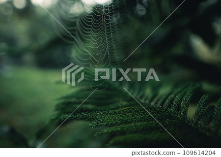 Dark green pine branches and leaves in the morning 109614204