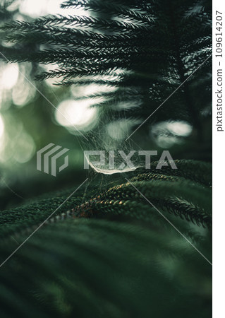 Dark green pine branches and leaves in the morning 109614207