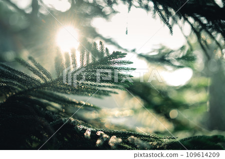 Dark green pine branches and leaves in the morning 109614209