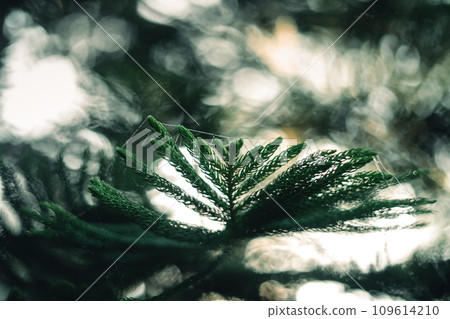 Dark green pine branches and leaves in the morning 109614210