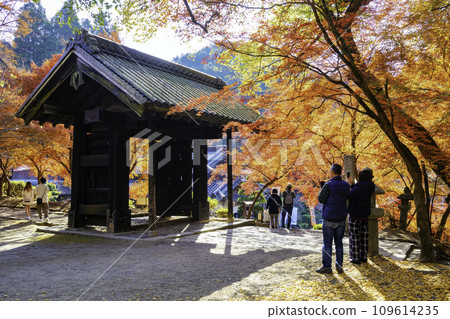 Akizuki Castle Ruins with Beautiful Autumn Leaves (Asakura City, Fukuoka Prefecture) 109614235