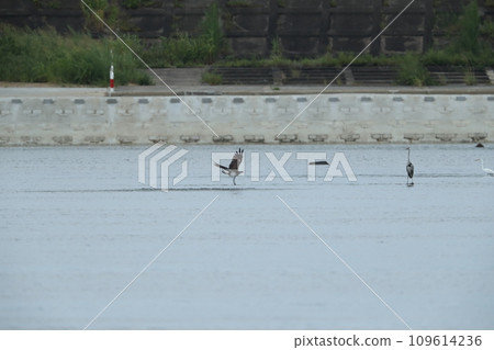 Osprey Osprey 109614236