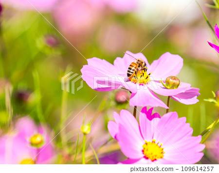 在秋天晴朗的天空下，一隻蜜蜂在明亮、盛開的波斯菊花叢中吸食花蜜。 109614257