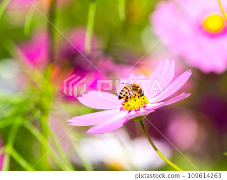 A bee sucks nectar in a bright, full-bloom cosmos field under a clear autumn sky. 109614263