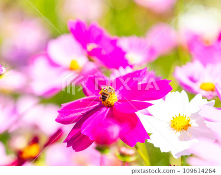 A bee sucks nectar in a bright, full-bloom cosmos field under a clear autumn sky. A bee sucks nectar in a bright, full-bloom cosmos field under a clear autumn sky. 109614264
