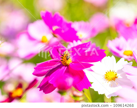 A bee sucks nectar in a bright, full-bloom cosmos field under a clear autumn sky. 109614268
