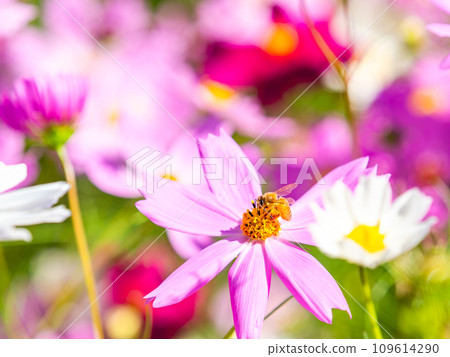 A bee sucks nectar in a bright, full-bloom cosmos field under a clear autumn sky. 109614290