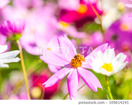 A bee sucks nectar in a bright, full-bloom cosmos field under a clear autumn sky. 109614291