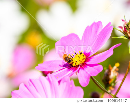 A bee sucks nectar in a bright, full-bloom cosmos field under a clear autumn sky. 109614347