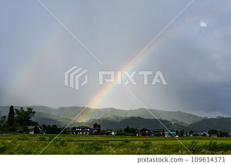 Two rainbows over the rice field 109614371