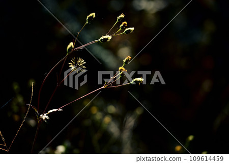 Helium lowki backlit in the morning light Helium lowki backlit in the morning light 109614459