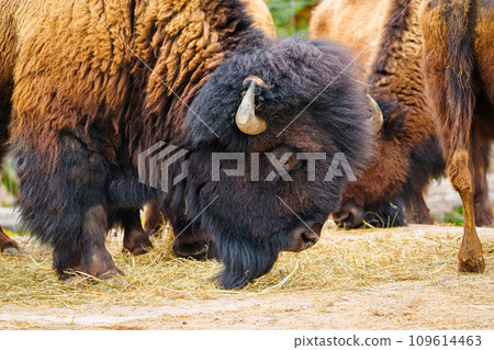 Majestic Bison Grazing on Dry Grass - Detailed Close-up Wildlife Photography Majestic Bison Grazing on Dry Grass - Detailed Close-up Wildlife Photography 109614463