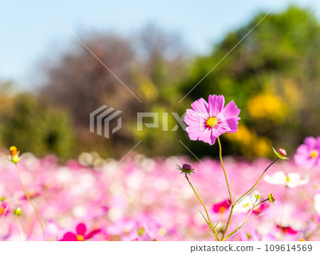 在秋日晴朗的天空下，一片明亮、盛開的波斯菊花田 109614569