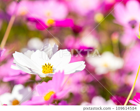 在秋日晴朗的天空下，一片明亮、盛開的波斯菊花田 109614584