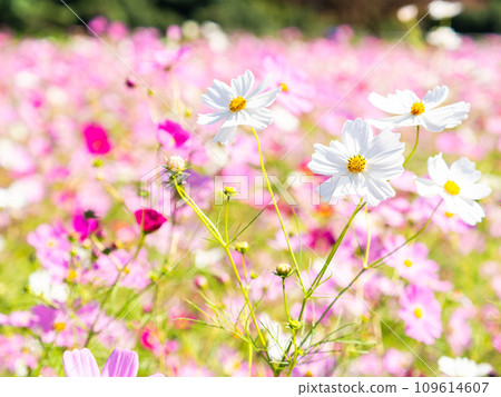 A bright, full-bloom cosmos field full of flowers under a clear autumn sky 109614607