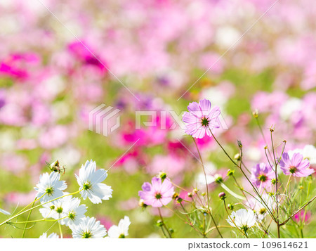 在秋日晴朗的天空下，一片明亮、盛開的波斯菊花田 109614621