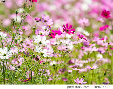 在秋日晴朗的天空下,一片明亮、盛開的波斯菊花田 在秋日晴朗的天空下,一片明亮、盛開的波斯菊花田 109614622