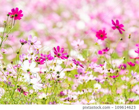 在秋日晴朗的天空下,一片明亮、盛開的波斯菊花田 在秋日晴朗的天空下,一片明亮、盛開的波斯菊花田 109614623