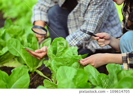 Two young farmers using magnifying glass to inspect plant disease and pest leaves in the organic farm Two young farmers using magnifying glass to inspect plant disease and pest leaves in the organic farm 109614705
