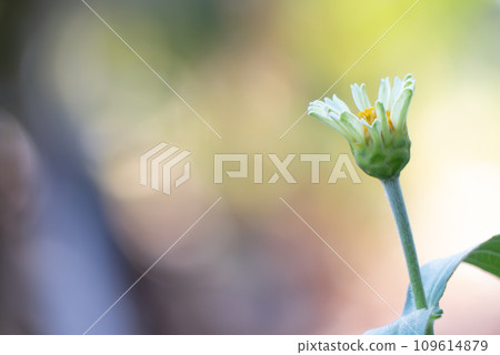 Zinnia zoom-up 109614879