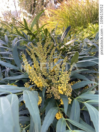Narrow-leaved holly (Nandina domestica) flowers: an evergreen shrub with small yellow flowers. 109615052
