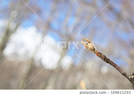 冬天陽光明媚的日子，巨柏樹的冬芽似乎正在雪地上休息。 109615293
