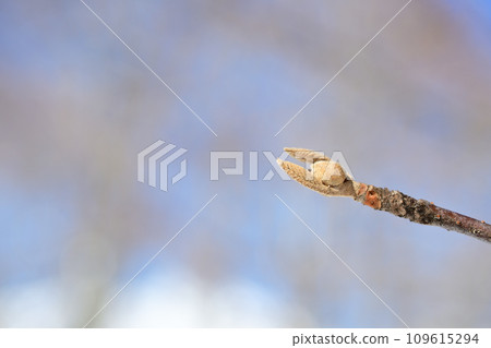 On a sunny day in winter, the winter buds of the giant cypress tree appear to be resting on the snow. 109615294