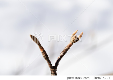 冬天陽光明媚的日子,巨柏樹的冬芽似乎正在雪地上休息。 冬天陽光明媚的日子,巨柏樹的冬芽似乎正在雪地上休息。 109615295