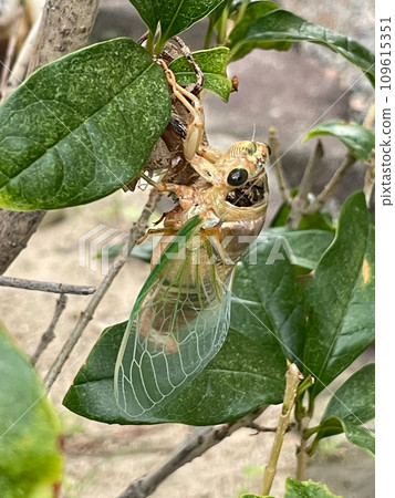 A mysterious cicada just after emerging A mysterious cicada just after emerging 109615351