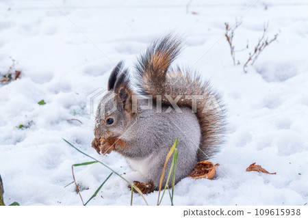 The squirrel in winter sits on white snow. The squirrel in winter sits on white snow. 109615938