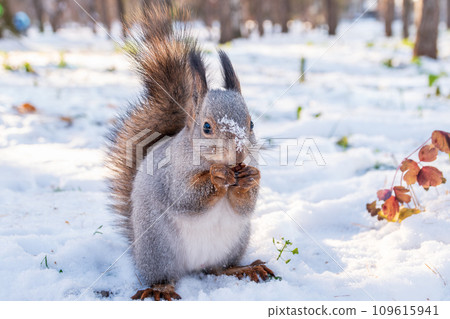 The squirrel in winter sits on white snow. The squirrel in winter sits on white snow. 109615941