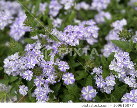 紫花 紫花 109616077