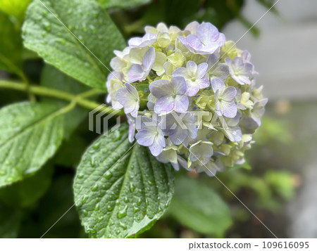繡球花在雨中濕 109616095